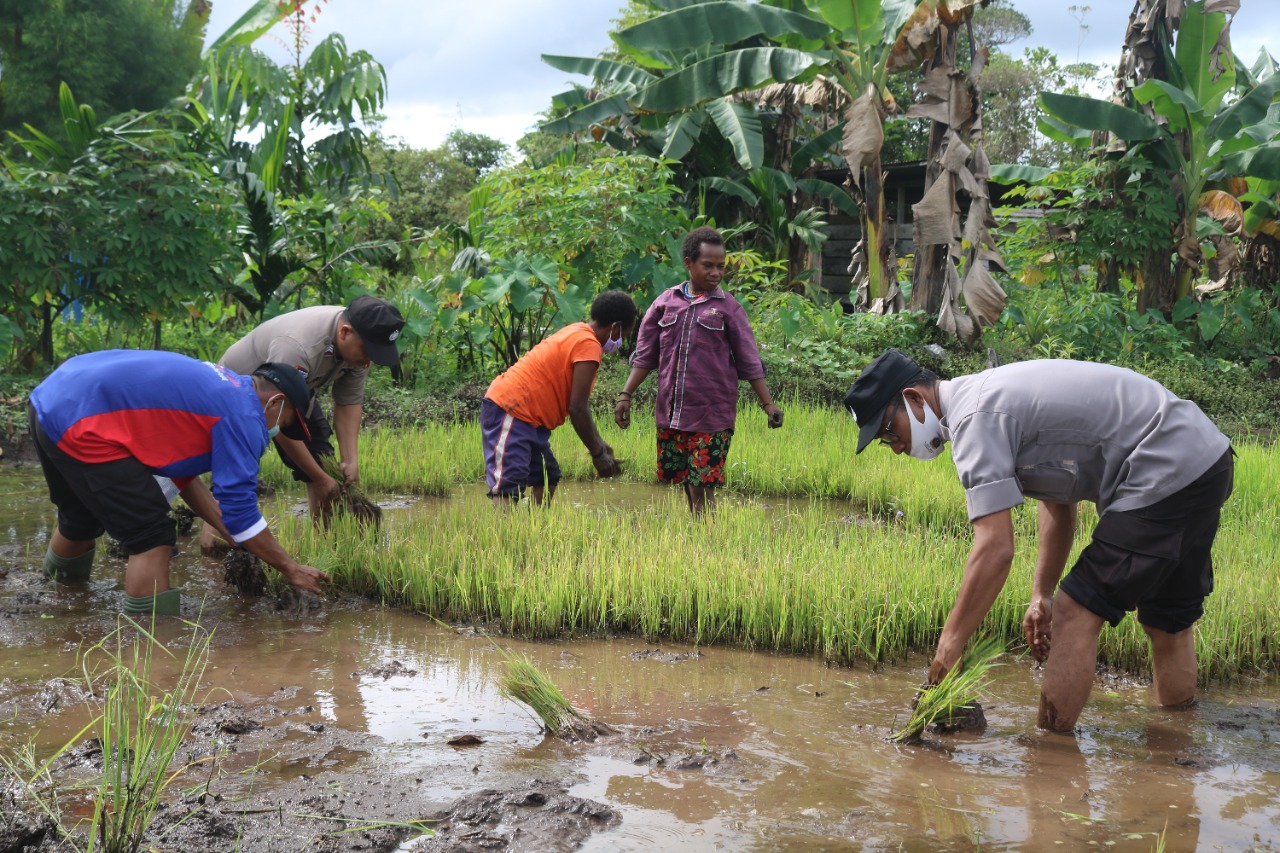 Program Kasuari, Binmas Noken Polri Kembali Kunjungi Spot Pertanian di Mulia Kencana